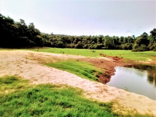 inner forest ponds and meadows