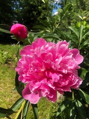 Beautiful pink peony in the summer garden 