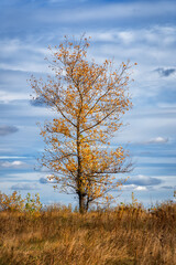 Tree with yellow leaves against blue cloudy sky