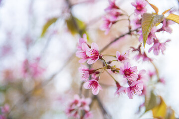 Beautiful  wild Himalayan Cherry ( Prunus cerasoides ) name Sakura in Thailand blooming on the tree