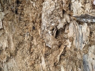 bark of a tree