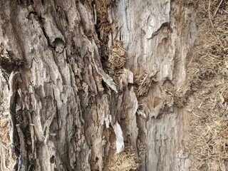 bark of a tree