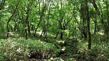 Fototapeta premium 한국 제주도 한라산 둘레길 풍경