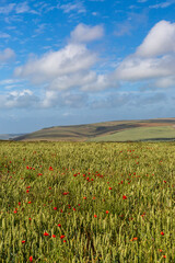 Poppies growing in a field of cereal crops with South Downs hills behind