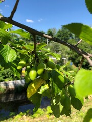 Green plums on a tree in the summer garden