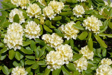 Close up view of flowers of a rhododendron 
