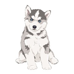 siberian husky puppy