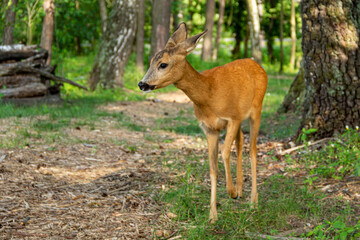 Naklejka na ściany i meble Young roe deer grazing on a meadow