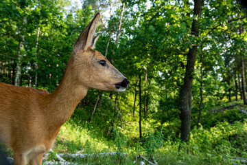 Portrait of cute roe deer fawn grazing on green summer meadow with leafs of plant in open mouth.