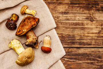 Fresh forest mushrooms. Assorted gourmet porcini and boletus