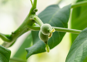 Green walnut fruits close-up