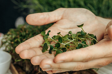 Male hands holding micro green sprouts, close up