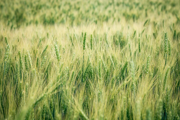 Closeup of green ears of wheat or rye in a field. Ukrainian wheat. Agriculture field background. Selective focus.