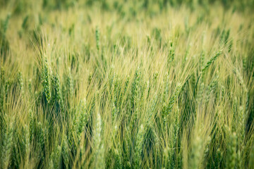 Closeup of green ears of wheat or rye in a field. Ukrainian wheat. Agriculture field background. Selective focus.