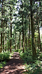 한국 제주도 한라산 둘레길 풍경