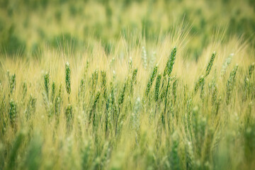 Closeup of green ears of wheat or rye in a field. Ukrainian wheat. Agriculture field background. Selective focus.
