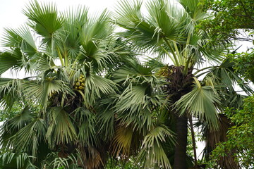 Palm tree in forest leaves 