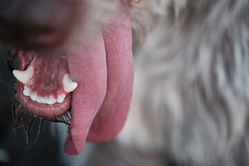 close up of a dog with tongue hanging out