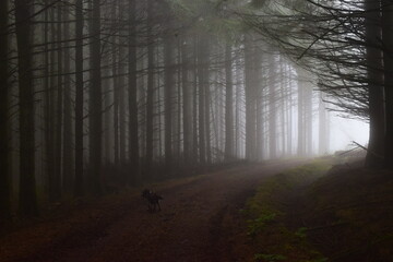 morning in the forest