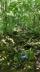 Fototapeta premium 한국 제주도 한라산 둘레길 풍경