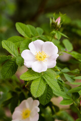 White dog rose flower 