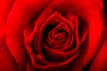 Natural red roses background, close-up. Top view of beatiful dark red rose.