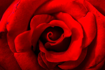Natural red roses background, close-up. Top view of beatiful dark red rose.