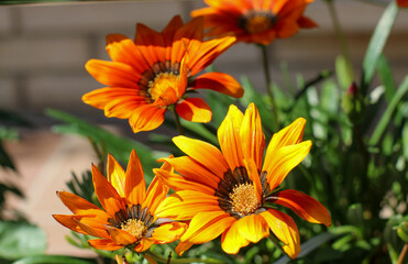 Close up of gazania flower or african daisy in a garden