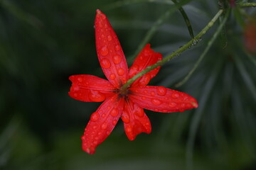 Lilium pumilum