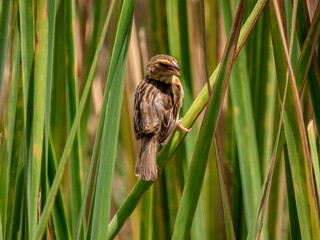 close up of a little bird