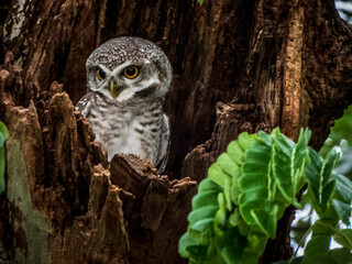 great horned owl in tree