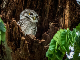 great horned owl in tree