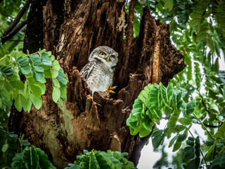 great horned owl in tree