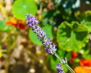 Close up detail of lavender flower in a garden