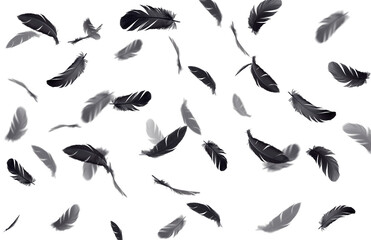 Fototapeta na wymiar Abstract background. Group of black feathers floating on a white background.