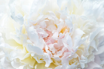 White peony flower close up