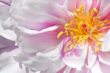 Pink peony flower close up