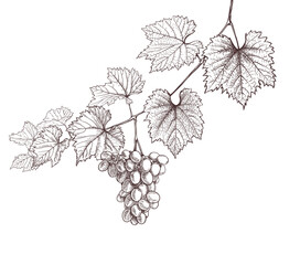 grapevine and grapes hand drawing on white. wine leaves and bunch of grapes retro decorative illustration - 359718366