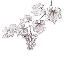 Fotobehang grapevine and grapes hand drawing on white. wine leaves and bunch of grapes retro decorative illustration © flowerstock