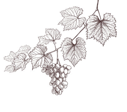 Premium Vector  Grape vine design element bunch of blue grapes sketch  black outline vector illustration