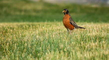 orange bird on a grass collecting straws