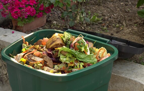 A bin filled with materials that comprise green waste, such as kitchen food wastes and plant trimmings. Organic biodegradable waste container, composting