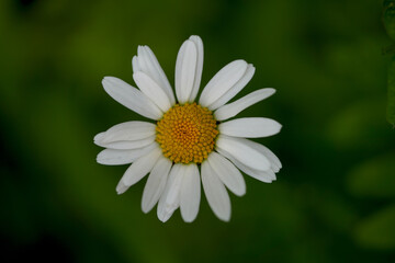 Fototapeta premium Marguerite