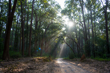 Obraz premium Sun rays through the canopy of trees in the forest.