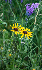 Fototapeta premium yellow flower on green background