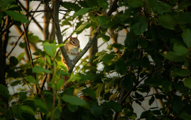lonely tiny squirrel sitting in a tree
