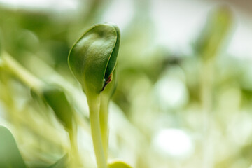 Close-up of young green sprouts of micro greens