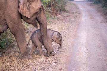 Elephant and calf crossing a road in the forest.