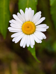 Fototapeta premium White daisy flower in the middle of a forest