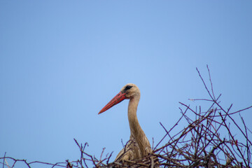 white stork in the nest